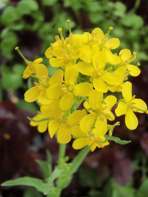 mustard seed flower means faith (biblical) Mustard Seed Flower, Mustard Seed Plant, Mustard Seed Tattoo, Seed Tattoo, Saving Seeds, Mustard Plant, Mustard Flowers, Salad Greens, Flower Tattoo Shoulder