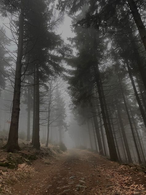 #creepy #foggy #mysterious #forest #path Creepy Forest Aesthetic, Woods Creepy, Creepy Forest, Witch Hunter, Mysterious Forest, Lost In The Woods, Forest Trail, Foggy Forest, Horror Book