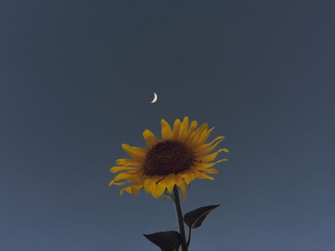 Moon, retro, beauty, photography Retro Beauty, Beauty Photography, Sunflower, Moon, Plants, Photography, Beauty