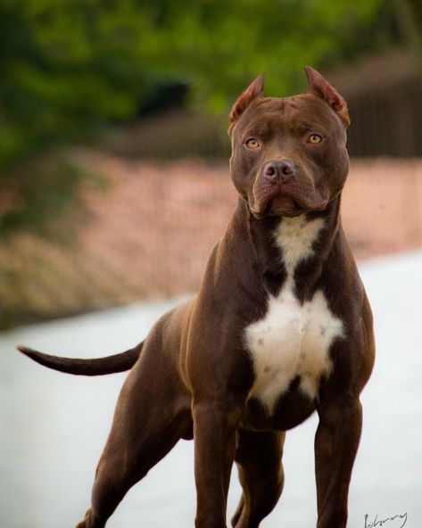 Bully Terrier, Pitbull Photos, Pitbull Dog Breed, Bully Pitbull, Working Dogs Breeds, Bully Breeds Dogs, Scary Animals, American Pitbull, Pretty Dogs