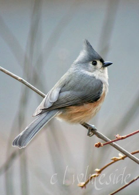 Titmouse Bird, Tufted Titmouse, Bird Watercolor Paintings, White Bird, Backyard Birds, Bird Pictures, Bird Drawings, Pretty Birds, Bird Photo