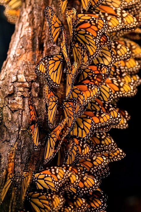 Once a year the Monarch butterflies return to roost in the Morro Bay State Park and Pismo Beach eucalyptus groves. Bunch Of Butterflies, Macro Fotografie, Butterfly Transformation, Monarch Butterflies, Butterfly Garden, Monarch Butterfly, Mellow Yellow, Beautiful Butterflies, Amazing Nature