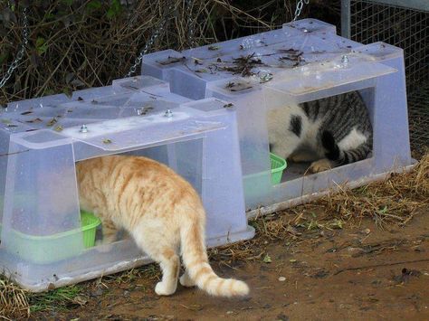 Feral Feeding Station Cat Food Station, Outdoor Cat Shelter, Feral Cat Shelter, Cat Feeding Station, Feral Cat House, Diy Chat, Niche Chat, Cat House Diy, Feral Cat