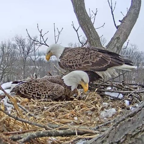 Bald Eagle Nest Cam Eagle Nest, National Geographic Kids, Peregrine Falcon, Bald Eagles, Red Tailed Hawk, Snowy Owl, Creature Feature, Birds Of Prey, Natural World