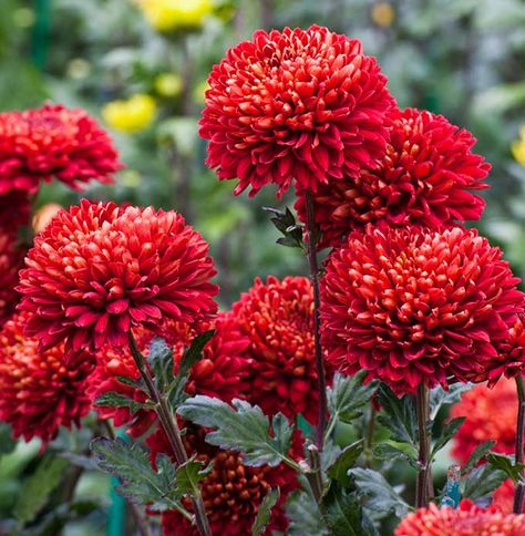 10 Beautiful Bold Red Annuals For your Garden - Garden Lovers Club Red Flowers Garden, Red Chrysanthemum, Red Geraniums, Bloom Where You Are Planted, Chrysanthemum Flower, Annual Flowers, Flower Therapy, Garden Boxes, Garden Lovers