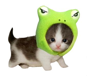 feelin some type of way on Tumblr Cat With Frog Hat, Frog Hat, Png Stickers, Stickers Png, Lost Cat, Baby Cat, Cat Icon, Png Graphics, Baby Kittens