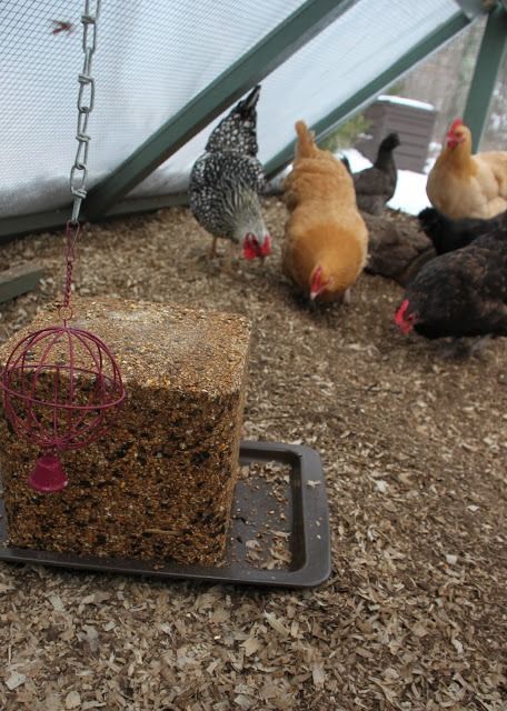 Flock Block - Tilly's Nest Flock Block, Urban Chicken Farming, Chickens In The Winter, Best Egg Laying Chickens, Egg Laying Chickens, Urban Chickens, Backyard Chicken Farming, Free Range Chickens, Building A Chicken Coop