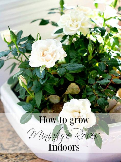 How to care for Miniature Rose Plants Indoors from duke manor farm #roses #garden White Rose Plant, Indoor Roses, Big Indoor Plants, Rose Plant Care, Miniature Roses, Miniature Rose, Manor Farm, Flower Pot Design, Rose Plant