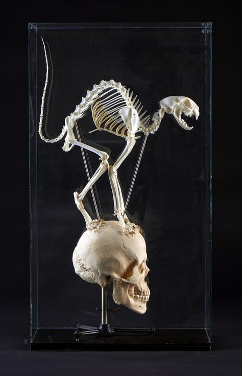 Lot 842 – A Cats skeleton standing on a – Halloween Auction 17 Oct 2014 Cats Skeleton, Skeleton Standing, Cat And Human, Taxidermy Animals, Creepy Animals, Skull Reference, Cat Skeleton, Cat Anatomy, Animal Skeletons