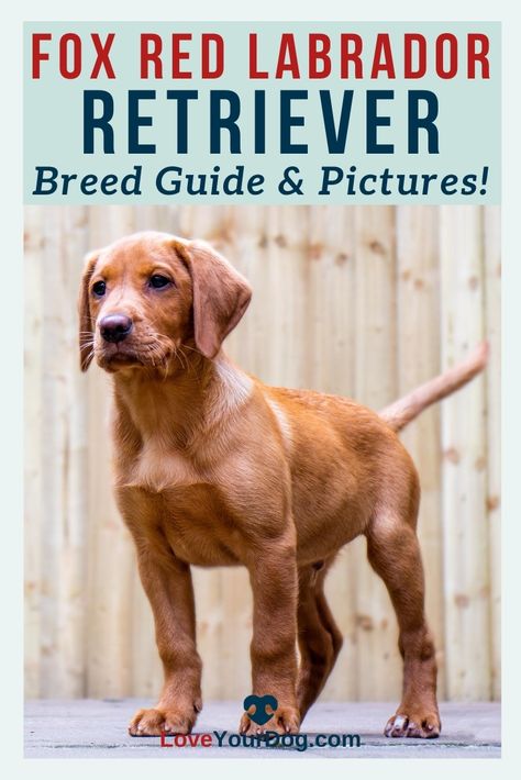 Red Labrador Retriever, Redfox Labrador Puppy, Red Fox Labrador Puppy, Puppy Tricks, Red Fox Labrador Retriever, Fox Labrador, Red Fox Labrador, Red Lab Puppies, Fox Red Labrador Retriever