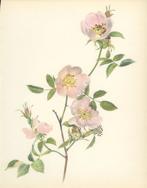 Vintage Rose Print, Pink Flower, Dog Rose, Botanical (35) Natural History, Blossom Art, 1966, Kaplicka Dog Rose Tattoo, Vintage Flower Tattoo, Illustration Rose, Herb Prints, Botanical Flowers Print, Rose Flower Print, Art Door, Dog Rose, Flower Dog