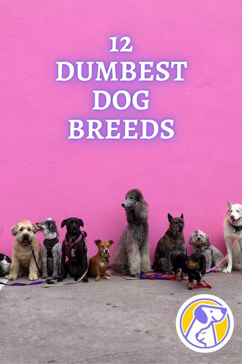 How can these breed profiles help? Will I have trouble training every dog on this list? Does the “dumbest breed” mean these dogs are not smart or undesirable for owners? Dog Bread, Pet Lovers, How Can, Dumb And Dumber, Dog Breeds, Animal Lover, Pet, Dogs