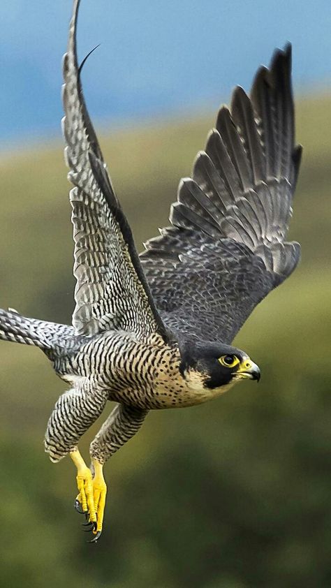 I am amazed by the healing potential of this raptor remedy.  Learn about the Peregrine Falcon in the mixed media creative Fly Free e-course! Raptors Bird, Regnul Animal, Wild Animals Photography, Bird Flying, Eagle Pictures, Wild Animals Pictures, Peregrine Falcon, Fly Free, المملكة العربية السعودية