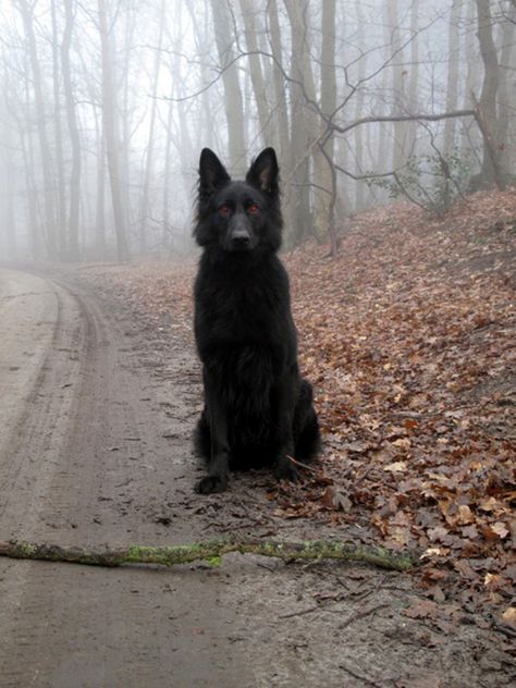 A beautiful good hell hound Black German Shepherd, Airedale Terrier, Black Wolf, Wolf Dog, Six Feet Under, Sweet Dogs, Sirius Black, Shepherd Puppies, Blood Red