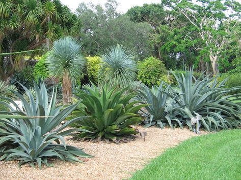 Cactus Garden Landscaping, Florida Landscaping, Yucca Plant, Succulent Landscaping, Dry Garden, Front Landscaping, Agave Plant, Growing Succulents, Rock Garden Landscaping