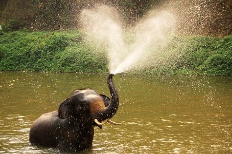 Elephant Spraying Water, Ivory Trade, Thai Elephant, Elephants Never Forget, Heart In Nature, Animal Activism, Baby Elephants, Save The Elephants, Free Art Prints