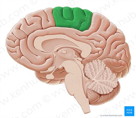 Paracentral lobule (Lobulus paracentralis); Image: Paul Kim Substantia Nigra, Nervous System Anatomy, Paul Kim, Basal Ganglia, Occipital Lobe, Corpus Callosum, Peripheral Nervous System, Cerebral Cortex, Brain Structure