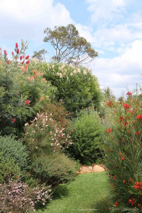 Australia Garden, Native Garden Design, Maria Reynolds, Native Garden Ideas, Pool Landscapes, Sustainable Garden Design, Australian Garden Design, Australian Gardens, Bush Garden