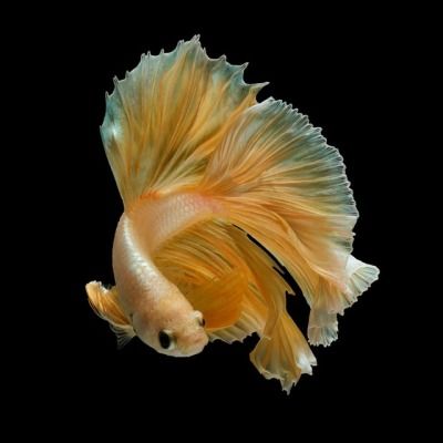 Betta Fish by Kidsada Manchinda Orange Betta Fish, Aesthetic Fishing, Fighter Fish, Fish Tank Ideas, Fish Aesthetic, Fish Tank Themes, Betta Fish Types, Betta Fish Care, Pretty Fish