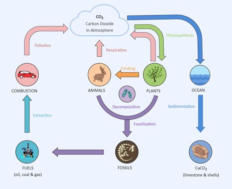 Photosynthesis Respiration Diagram Respiration Diagram, Carbon Cycle Diagram, Natural Resources Lesson, Ecological Pyramid, The Carbon Cycle, Green Roof Project, Plant Uses, Eco Project, Igcse Biology