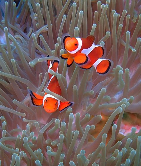 Ocellaris Clownfish Ocellaris Clownfish, Saltwater Aquarium Fish, Beautiful Sea Creatures, Marine Fish, On The Ocean, Underwater Creatures, Pet Fish, Pretty Animals, Airbrush Art