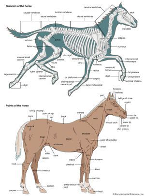 Skeletal System Anatomy, Horse Skeleton, Skeleton Anatomy, Horse Riding Tips, Horse Anatomy, Skeletal System, Vet Med, Animal Study, Anatomy Study