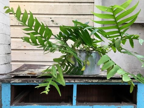 Plant Profile: Selenicereus chrysocardium - Wonderground Fern Leaf Cactus, Fern Cactus, Selenicereus Chrysocardium, Patio Areas, Plant Diy, Freshwater Aquarium Plants, Orchid Cactus, Jungle Gardens, Plant Care Houseplant