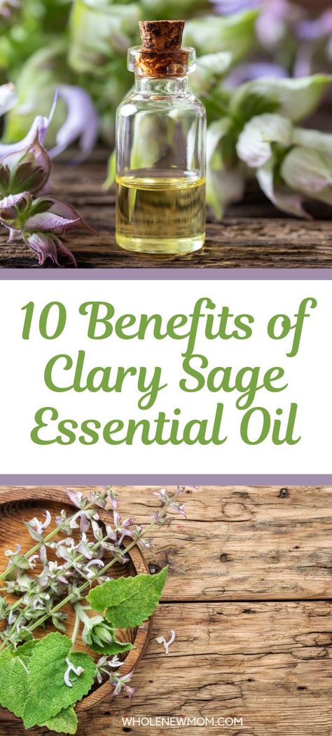 Clary Sage Essential Oil Benefits, Sage Essential Oil Benefits, Sage Benefits, Selling Essential Oils, Natural Remedies For Insomnia, Clary Sage Oil, Clary Sage Essential Oil, Essential Oil Plants, Sage Essential Oil