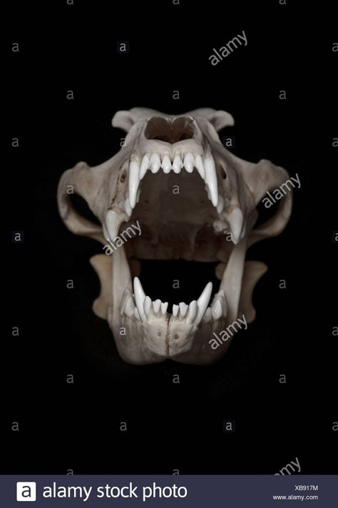 Doberman Skull, Polar Bear Skull, Skibidi Sigma, Bear Skull, Siamese Kittens, Black Background Images, Norwegian Forest Cat, Animal Bones, White Kittens