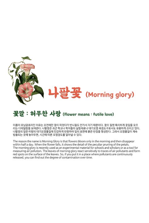 The reason the name is Morning Glory is that flowers bloom only in the morning and then disappear within half a day. When the flower falls, it shows the detail of the peculiar pruning of the petals. flower means : futile love Morning Glory Flower Meaning, Morning Glory Meaning, Morning Glory Flowers Aesthetic, Morning Glory Flowers, Korean Alphabet, Flower Meanings, Language Of Flowers, Design Pillow, Flowers Bloom