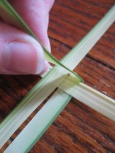 How to make Palm Crosses This pattern takes a bit of practice, but looks like the ones we used to get when we were young. Palm Weaving, Palm Sunday Decorations, Florist Ideas, St Brigid Cross, Palm Cross, Brigid's Cross, Palm Sunday Crafts, Palm Frond Art, Flax Weaving