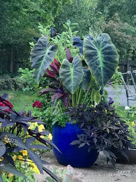 Growing Elephant Ears in Pots: Tips and Advice for Success Elephant Ear Container Ideas, Black Elephant Ear Plant, Elephant Ear Tattoo, Bromeliad Display, Bromeliad Landscaping, Elephant Ears In Pots, Growing Elephant Ears, Elephant Ears Garden, Elephant Ears Plants