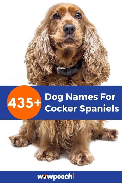 Dog Names For Cocker Spaniels     Name Meaning Gender Origin #1 Argus Bright Male Greek #2 Cutie A cute character. Unisex English #3 Pixie A fairy like creature. Playful and mischievous Unisex English #4 Bingo A game where numbers are drawn and announced by a caller Unisex English #5 Tootsie A girl or … 435+ Cool Dog Names For Cocker Spaniels Read More » Cocker Spaniel Names, Cool Dog Names, Boy Dog Names, Girl Dog Names, Female Dog Names, Best Dog Names, Black Cocker Spaniel, Cute Names For Dogs, Rare Dogs