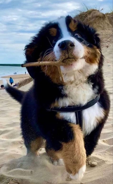 Cute Bernese Mountain Dog Puppies, Berner Sennen Puppy, Dog On The Beach, Burmese Mountain Dogs, Bernese Mountain Dogs, Bernese Mountain Dog Puppy, Photos With Dog, Cute Animals Puppies, Mountain Dog