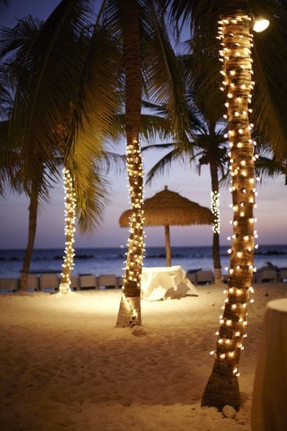 Palm Tree Lights, Aruba Weddings, Sunset Beach Weddings, Beach Wedding Decorations Reception, Fairy Lights Wedding, Inspiration Pics, Lights Wedding Decor, Caribbean Wedding, Beach Night