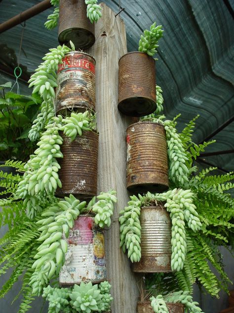 donkey tails Cheap Planters, Recycled Garden Planters, Taman Air, Recycled Tin Cans, Creative Planter, Upcycle Garden, Recycled Garden, Tin Cans, Garden Containers