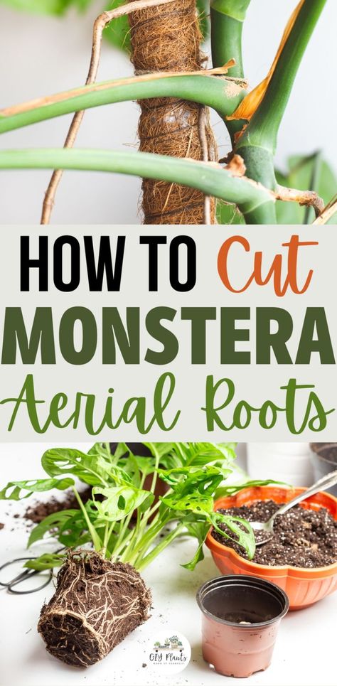 How to Cut Monstera Aerial Roots Monstera Aerial Roots, Monstera Deliciosa Care, Indoor Cactus Plants, Monstera Plant Care, Inside Garden, Plant Crafts, Plant Care Houseplant, Inside Plants, Growing Plants Indoors