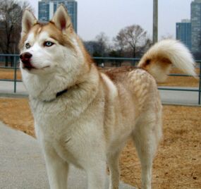 Sable and white siberian husky Sable Husky, Red Siberian Husky, White Siberian Husky, Dna Testing, Alaskan Husky, Get My Life Together, Siberian Husky, Dog Breeds, Husky