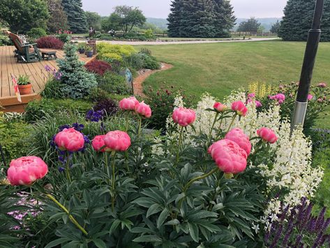 All Season Garden, Wisconsin Garden, Rock Wall Gardens, Gardening Photos, Fringe Tree, Coral Charm Peony, Hosta Gardens, Prairie Garden, Fine Gardening