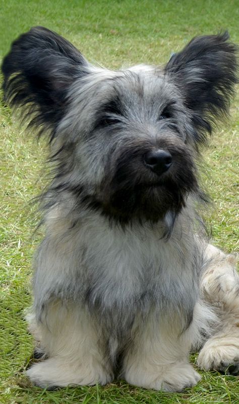 Skye Terrier....gorgeous... Sky Terrier, Berger Picard, Most Beautiful Dog Breeds, Gorgeous Animals, Beautiful Dog Breeds, Irish Wolfhounds, Skye Terrier, Most Beautiful Dogs, Precious Animals