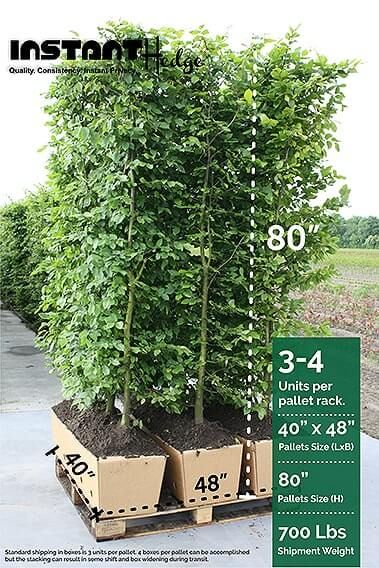 Privacy Hedges Fast Growing, Hedges Landscaping, Privacy Hedges, Beech Hedge, Shrubs For Privacy, Fagus Sylvatica, Tall Shrubs, Evergreen Hedge, Privacy Hedge