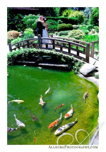 Koi Pond Wedding, Japanese Garden Design, Hakone, Front Yard Landscaping Design, Deck Garden, Wedding Photos Poses, Koi Pond, Architecture Photo, Japanese Garden