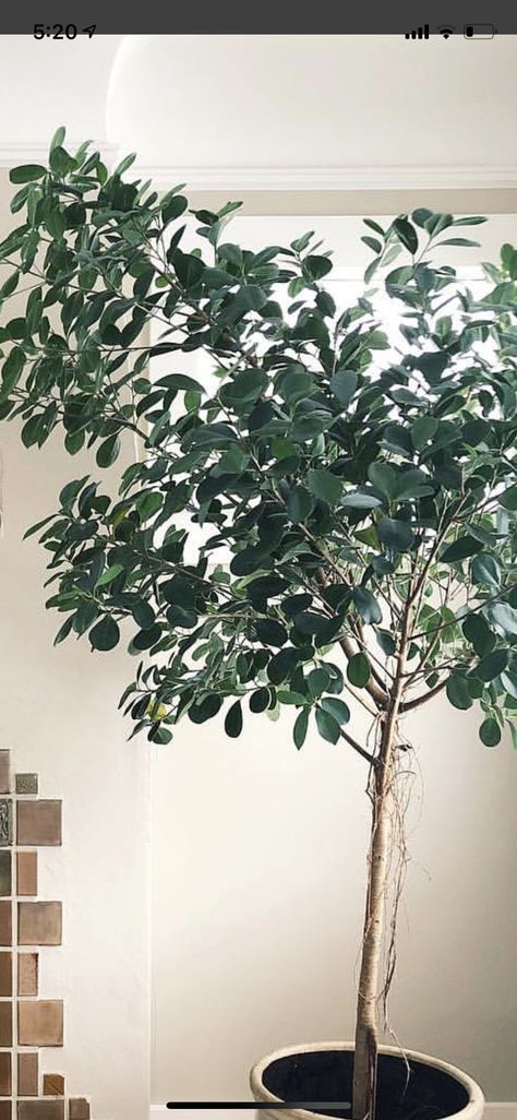 Ficus microcarpa moclame? Ficus Moclame, Plant Interiors, Ficus Microcarpa, Indoor Jungle, Indoor Plants, Plants