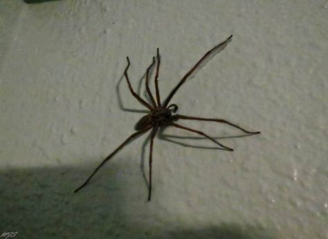 These spiders are as big as mice, and they're heading for your front room Giant House Spider, Giant House, House Spider, Big Spiders, Creepy Crawlies, Arachnids, Front Room, Spiders, Mice