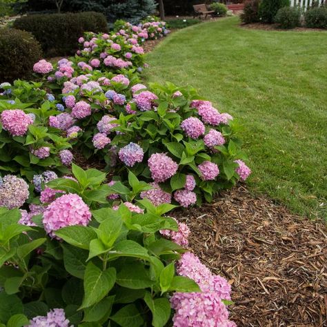 Planting Along Fence Line | Landscaping Along Fence Ideas Privacy Landscaping Along Fence, Along Fence Ideas, Planting Along Fence, Along Fence Landscaping, Landscaping Along House, Garden Ideas Along Fence Line, House Fencing, Rose Garden Ideas, Landscaping Fence