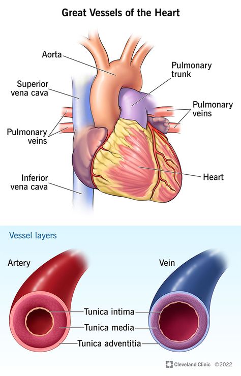 Great Vessels of the Heart: Anatomy & Function Aorta Anatomy, The Heart Anatomy, Coarctation Of The Aorta, Patent Ductus Arteriosus, Vein Thrombosis, Arteries And Veins, Heart Anatomy, Congenital Heart, Low Fade