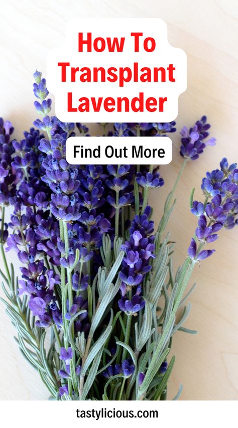 can i transplant lavender in the fall | transplant lavender from pot to ground | transplant lavender seedlings | fall recipes dinner | healthy lunch ideas | dinner ideas | breakfast ideas | easy healthy dinner recipes Transplant Lavender Plants, Transplanting Lavender Plants, Indoor Lavender, Indoor Lavender Plant, English Lavender Plant, Propagate Lavender, Harvesting Seeds, Breakfast Ideas Easy Healthy, Fall Recipes Dinner