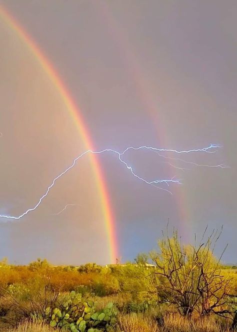 Skye Core Aesthetics, Skye Core, Silly Animal Pictures, Lightning Storms, Core Aesthetics, Lightning Storm, Silly Animals, Animal Pictures, Arizona