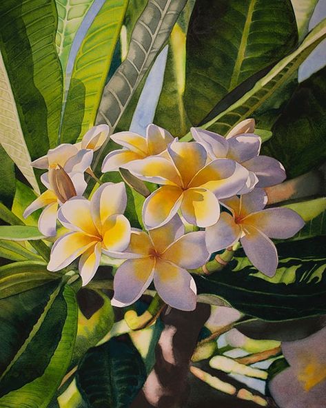 Plumeria Painting, Nature Study Watercolor, Hawaii Flower Painting, Plumeria Watercolor Painting, Frangipani Flower Painting, Plumeria Painting Acrylics, Plumeria Flowers Painting Watercolors, Plumeria Botanical Illustration, Poster Color Painting