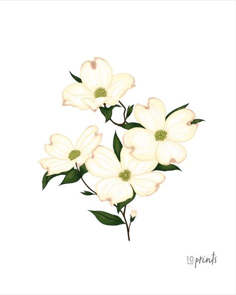 North Carolina Dogwood, Dogwood Illustration, Dogwood Painting, Dogwood Flower Tattoo, Dogwood Flower Tattoos, Dogwood Flower, Dogwood Blossoms, Floral Aesthetic, Dogwood Flowers